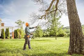 Best Tree Risk Assessment  in Groveland, ID